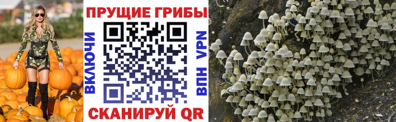 Псилоцибиновые грибы Magic Shrooms kraken ТОР Суздаль купить